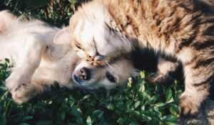 Keeping Your Pets Cool and Hydrated During the Summer